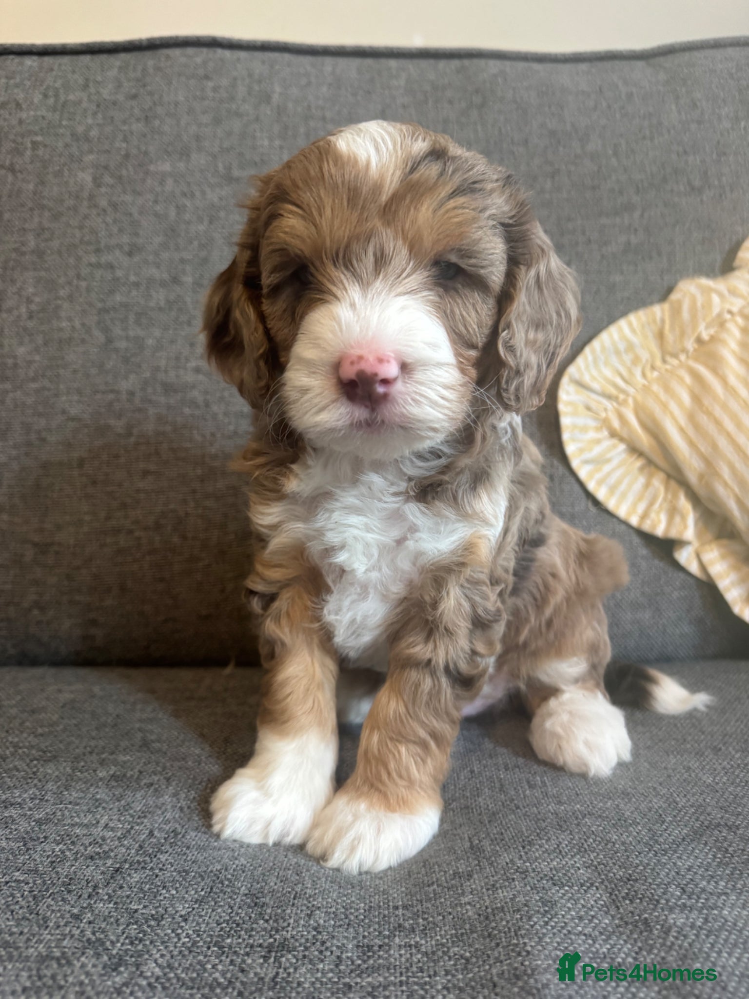 Cockapoo dogs Beautiful F2b Cockapoo puppies - Advert 2