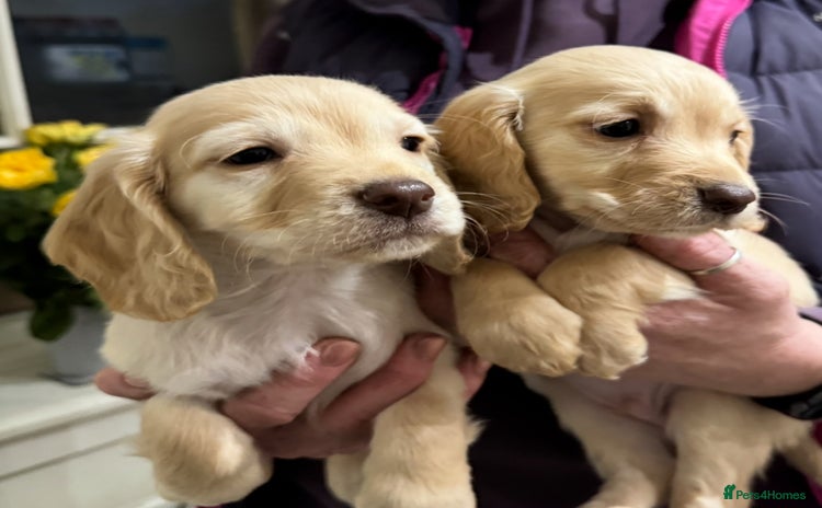 Cocker Spaniel dogs - Advert 3