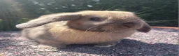 Mini Lop rabbits for sale: ☆ Mini Lop Babies For Sale ☆ - Advert 3