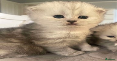 Persian cats - Advert 1