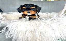 Miniature Poodle dogs for stud: KC phantom miniature poodle stud health tested in Thetford - Image 27
