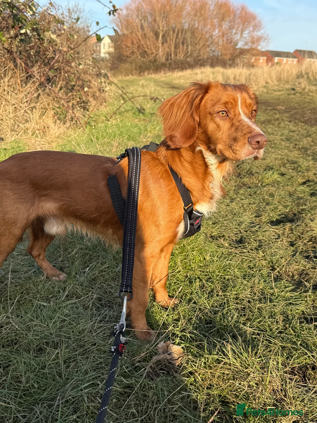 Cocker Spaniel dogs for sale: Looking for my forever home  - Advert 6