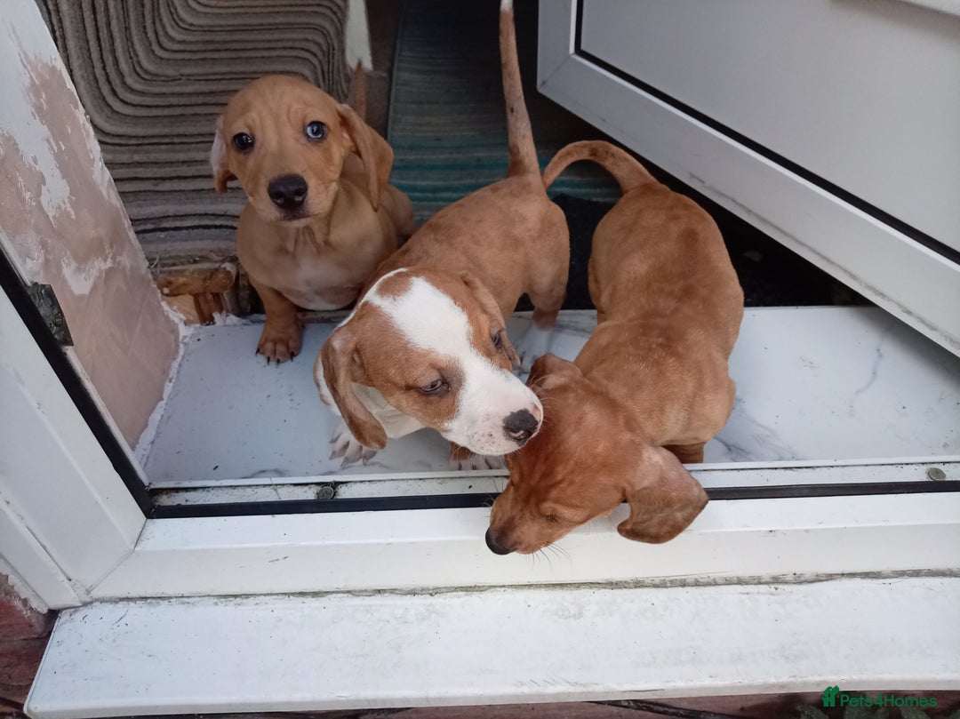 Dachshund dogs for sale: 3 beautiful dachshund puppies ready now - Image 5