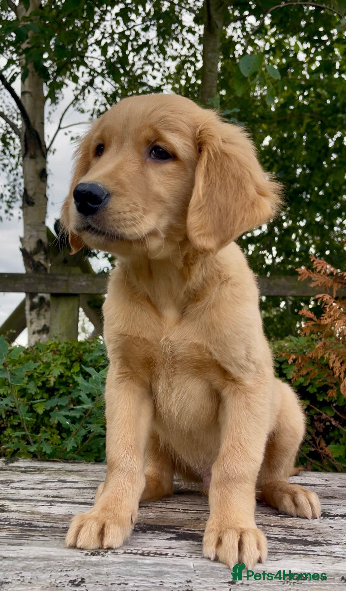 Golden Retriever dogs KC Reg Golden Retriever Puppies Health Tested  - Advert 4