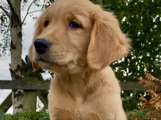 Golden Retriever dogs KC Reg Golden Retriever Puppies Health Tested - Advert 4