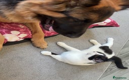Domestic Shorthair cats for sale: Kitler🤍 possibly looking to rehome  - Image 2