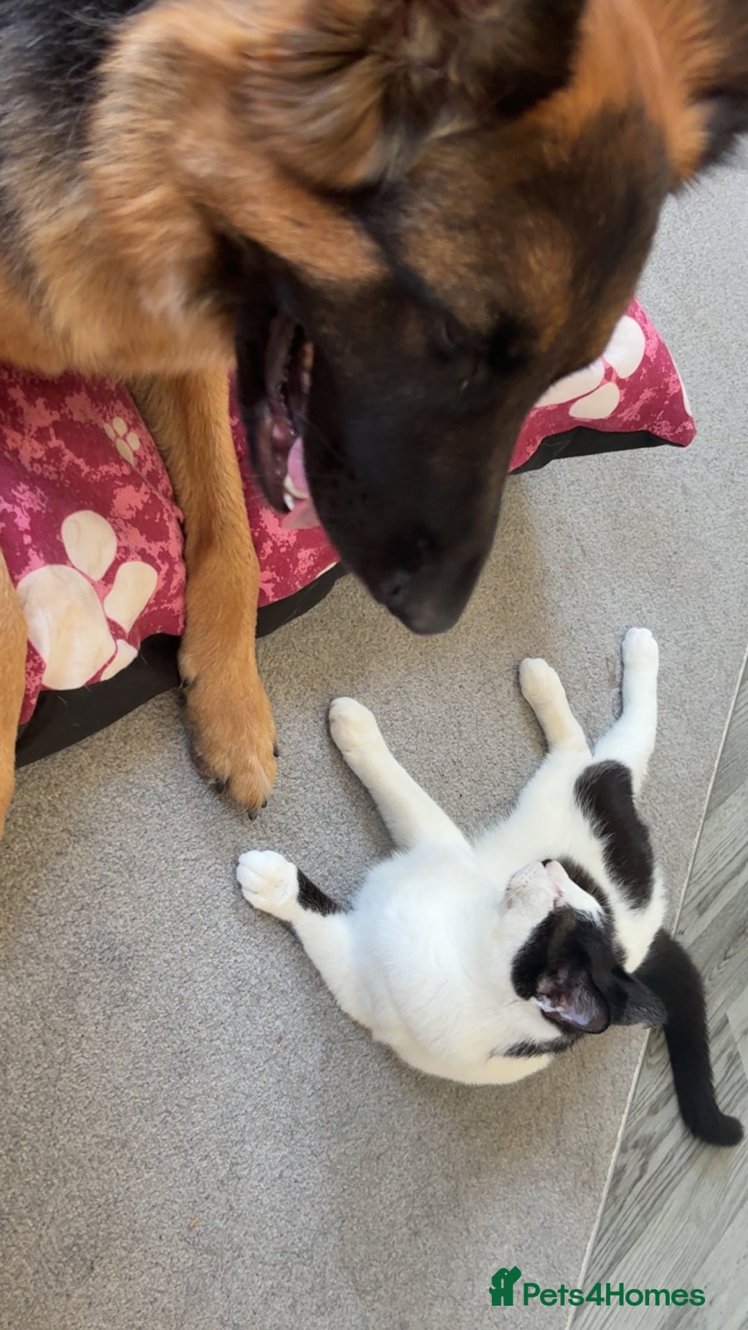 Domestic Shorthair cats for sale: Kitler🤍 possibly looking to rehome  - Image 2