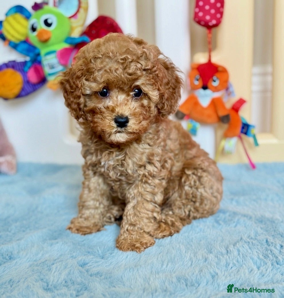 Cavapoo dogs TOY CAVAPOOS - Fully health checked and vaccinated - Advert 1
