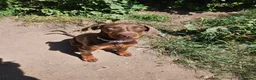 Dobermann dogs for sale: 🐕🐾 World Champion Bloodline female. 🏆 🐾 - Advert 3