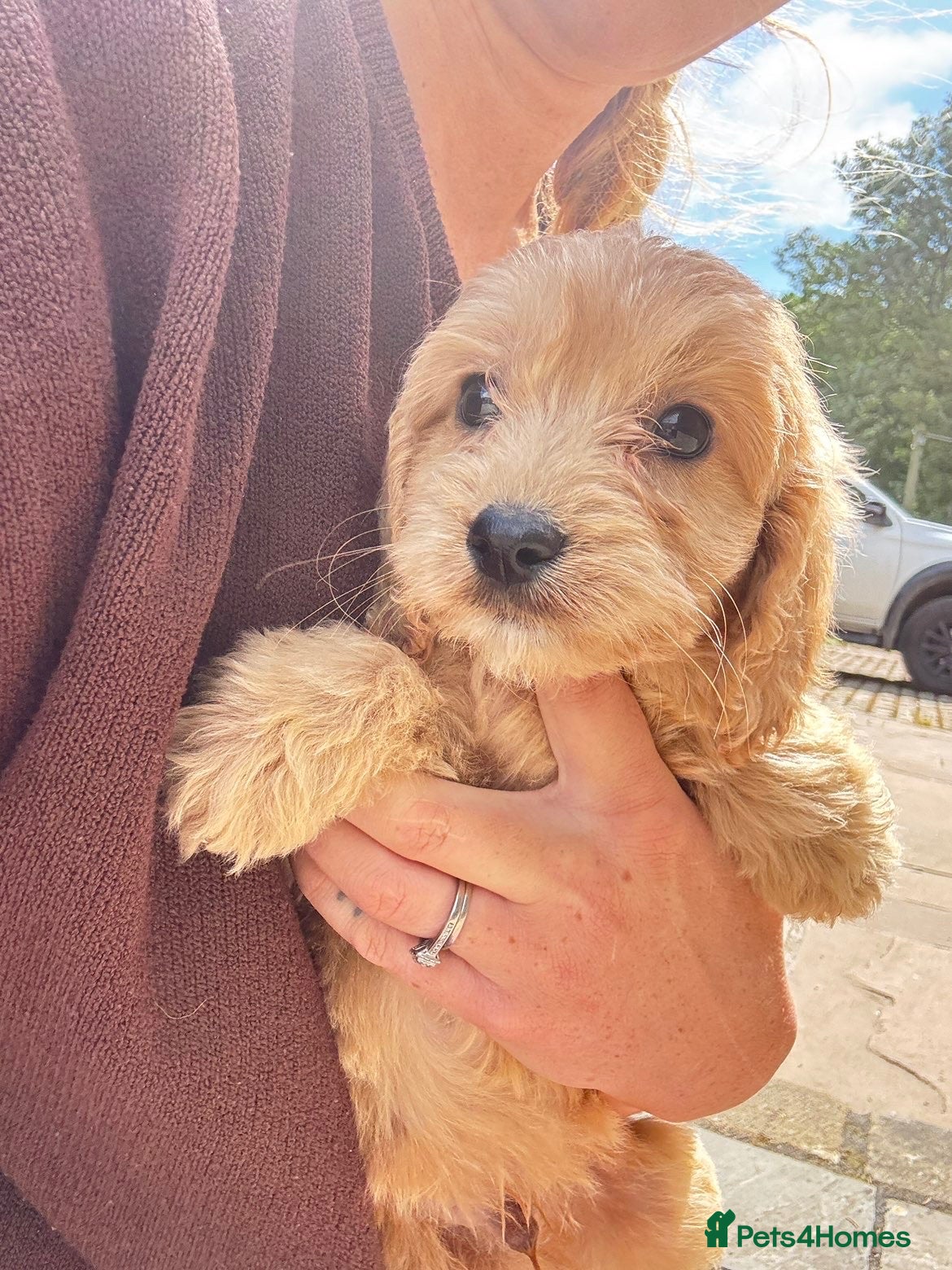 Cockapoo dogs F1 cockapoo looking for their new homes !  - Advert 4