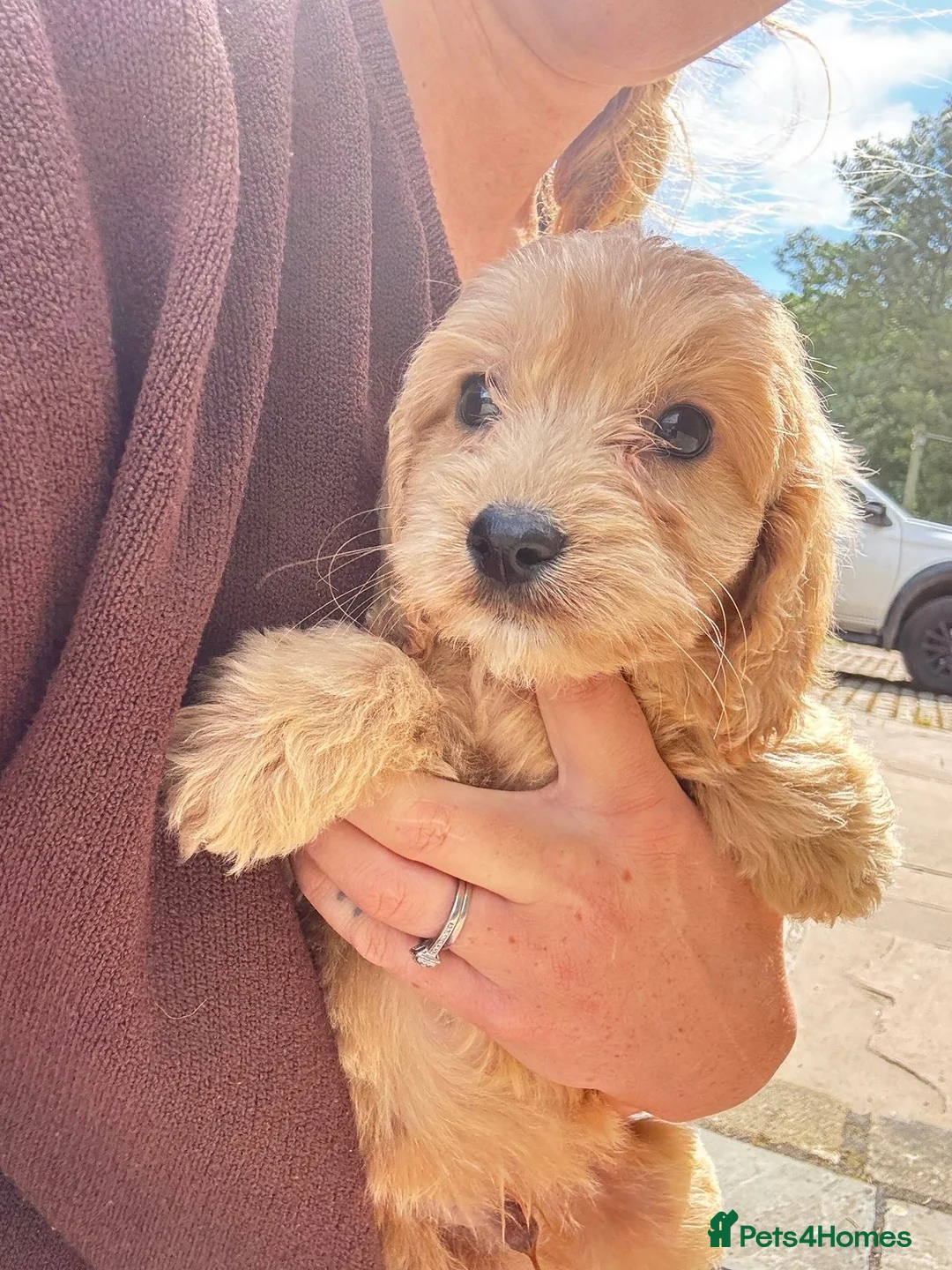Cockapoo dogs for sale: F1 cockapoo looking for their new homes !  - Advert 1