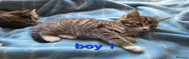 Boy 1