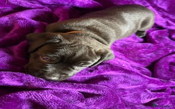 Mixed Breed dogs for sale: Cane Corso × Rottweiler/Bordeaux Puppies All Girls - Image 37