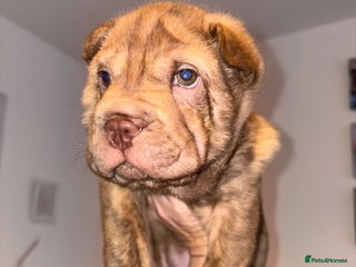 Shar Pei dogs Perfect SharPei Pups. 1 girl left. Ready now - Advert 1