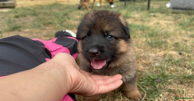 German Shepherd dogs - Advert 2