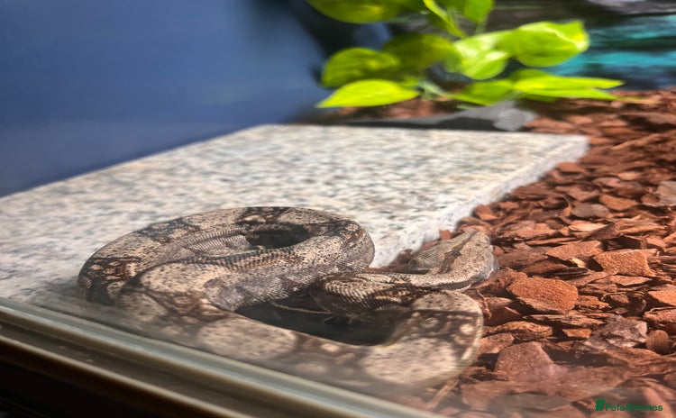 Boa Snake reptiles - Advert 12