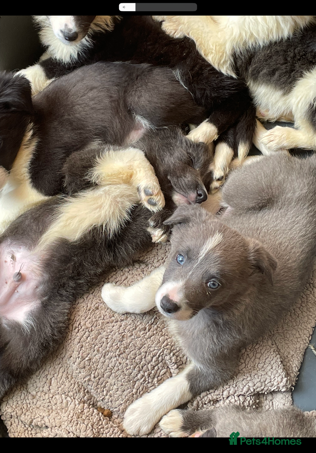 Border Collie dogs for sale: 10 amazing puppies - Advert 1