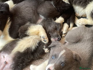 Border Collie dogs 10 amazing puppies - Advert 1