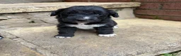 Lurcher dogs for sale: Lurcher pups - Advert 9