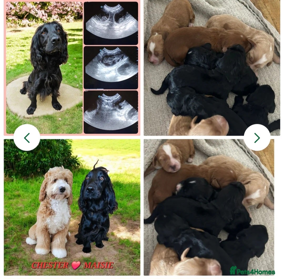 Cockapoo dogs for stud: Hip 0/0🌟 Elbow 0/0🌟 Australian Labradoodle - Advert 8