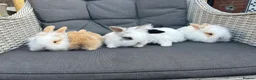 Mixed Breed rabbits for sale: White and caramel bunnies for sale  - Advert 2