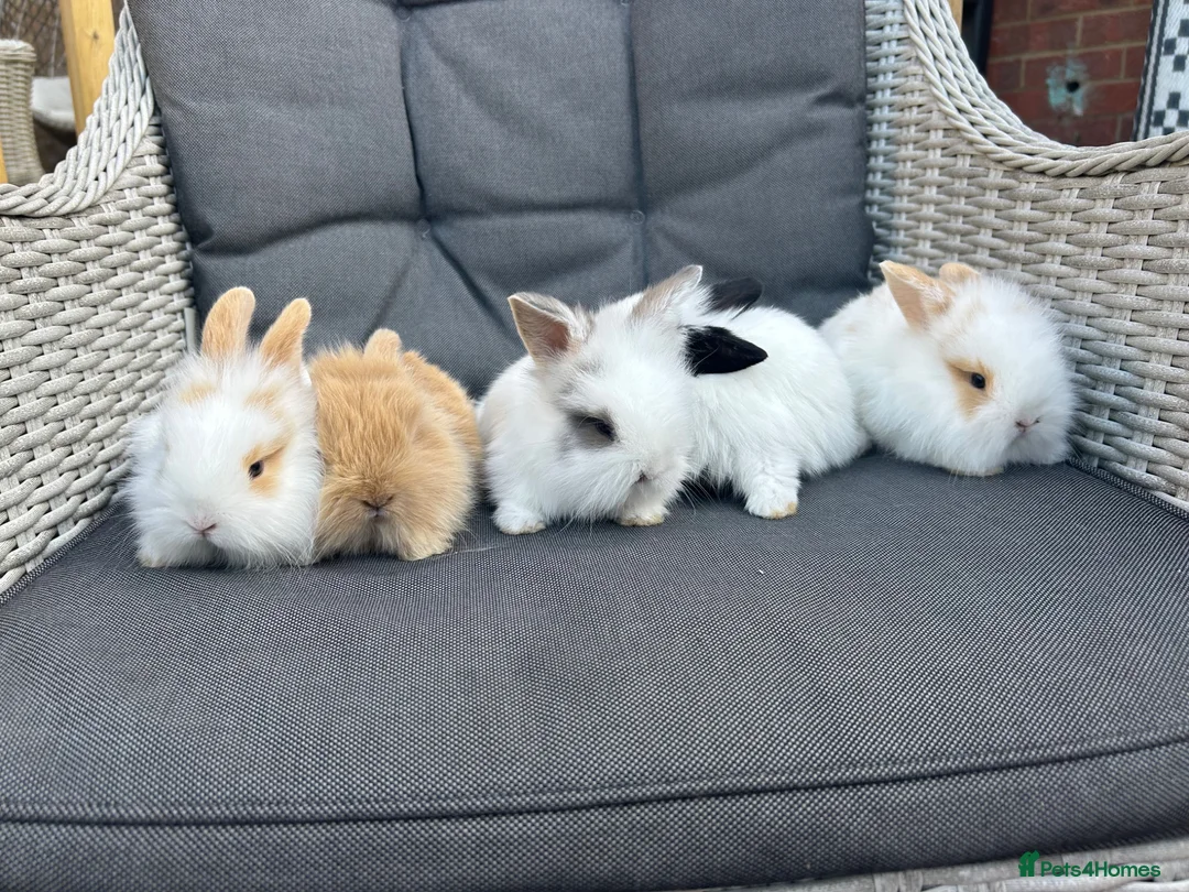 Mixed Breed rabbits for sale: White and caramel bunnies for sale  - Advert 2