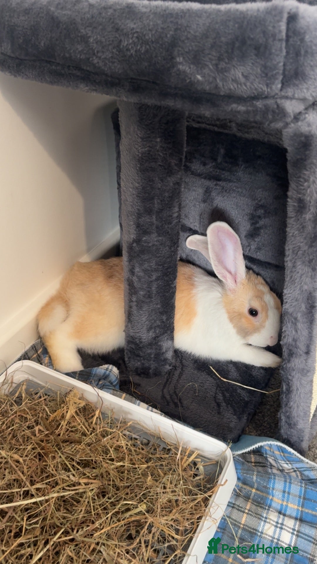 Dutch rabbits Make Dutch rabbit  - Advert 1