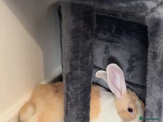 Dutch rabbits Make Dutch rabbit - Advert 1