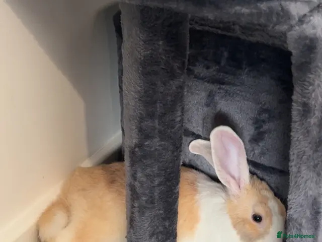 Dutch rabbits Make Dutch rabbit - Advert 1