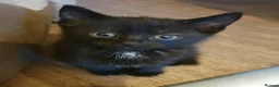 Domestic Shorthair cats for sale: Kittens in Chelmsford - Advert 4