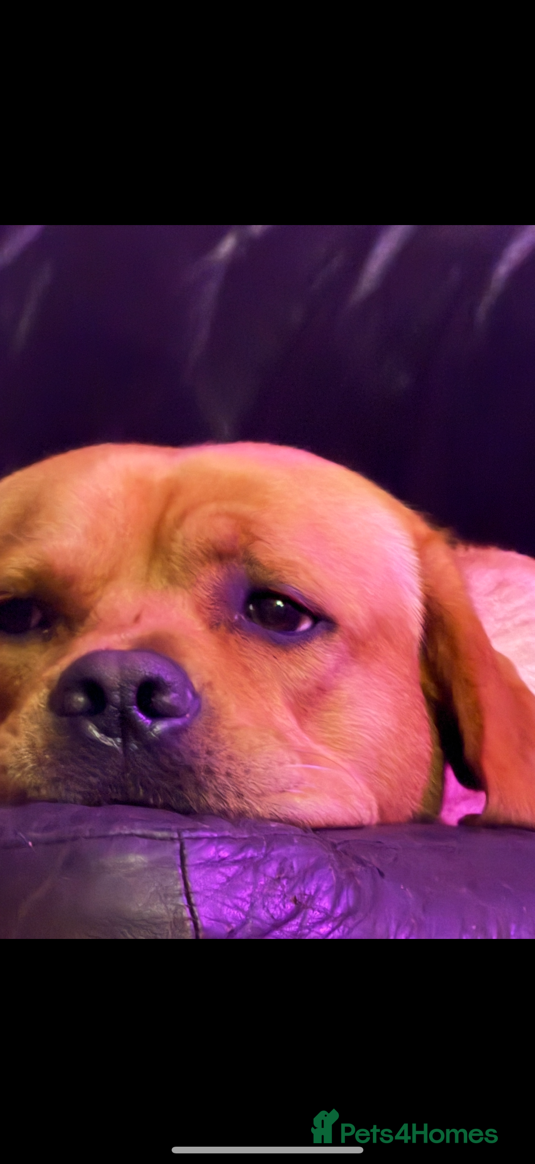 Labrador Retriever dogs for sale: Harvey KC registered  - Advert 5