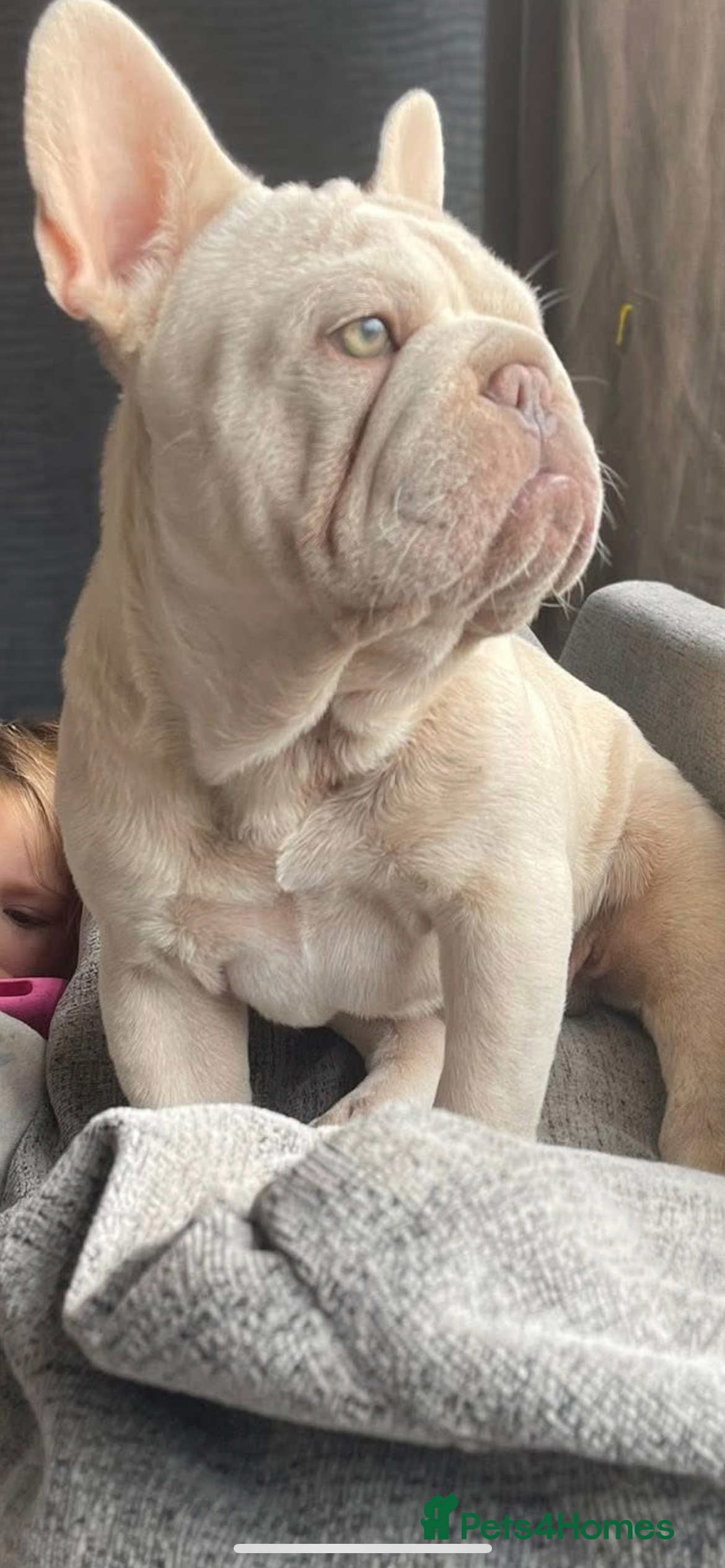 French Bulldog dogs Cryptic Merle platinum French bulldog  - Advert 14