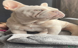 French Bulldog dogs for stud: Cryptic Merle platinum French bulldog  - Image 1