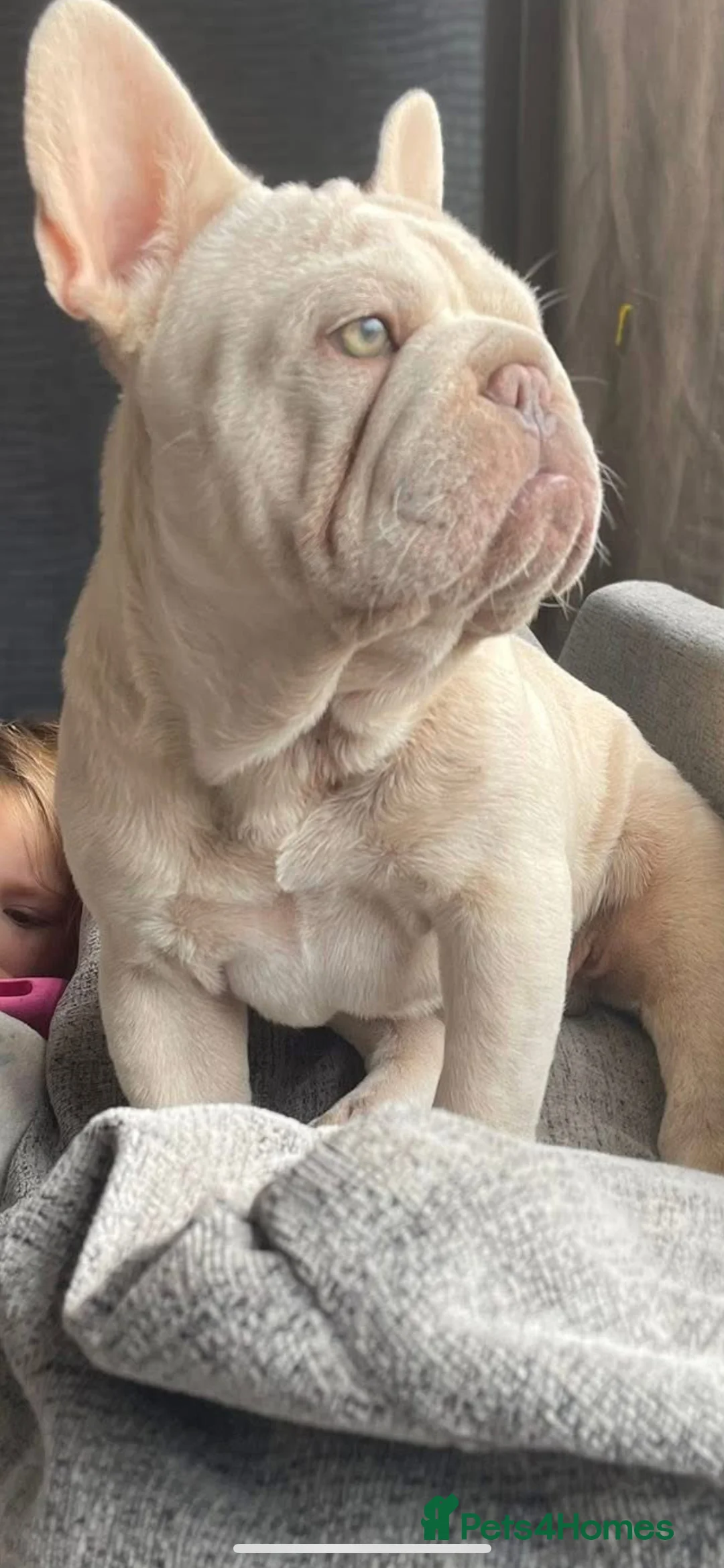 French Bulldog dogs for stud: Cryptic Merle platinum French bulldog  - Advert 2