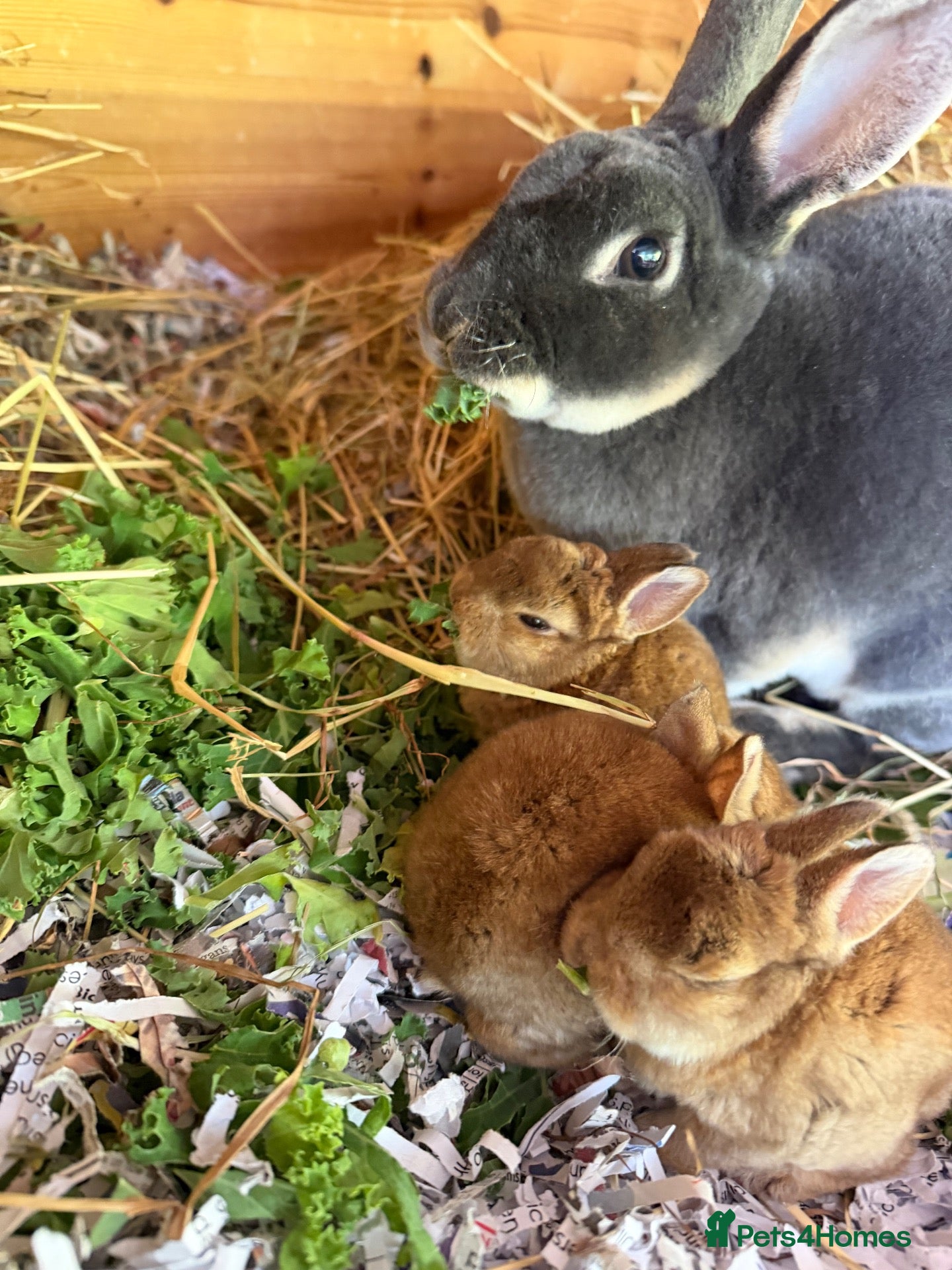 Mini Lop rabbits for sale: Mini Rex & Mini Lop & Lop babies - Advert 2