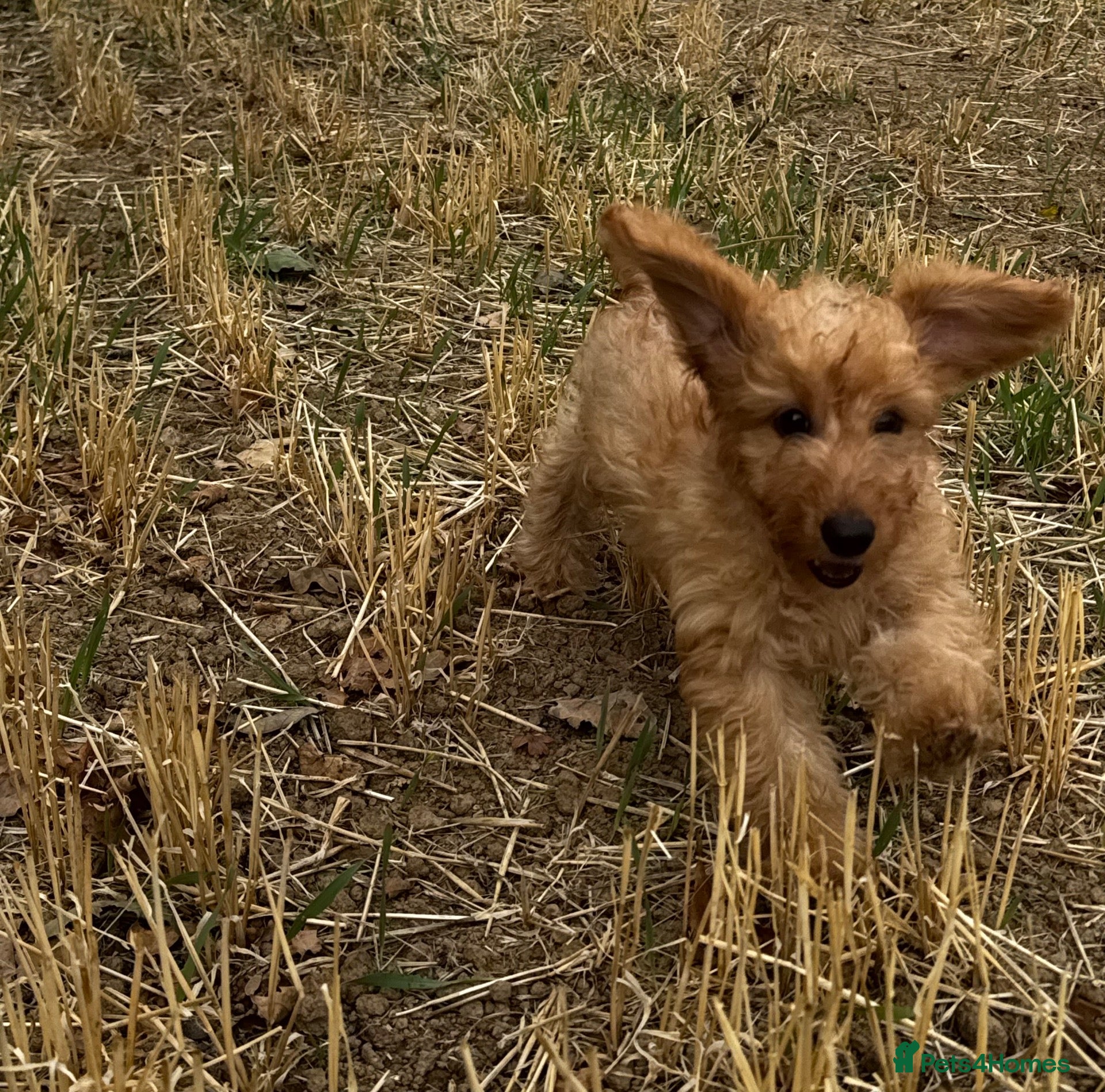 Doxiepoo dogs Doxiepoos Miniature dachshund x toy poodle  - Advert 1