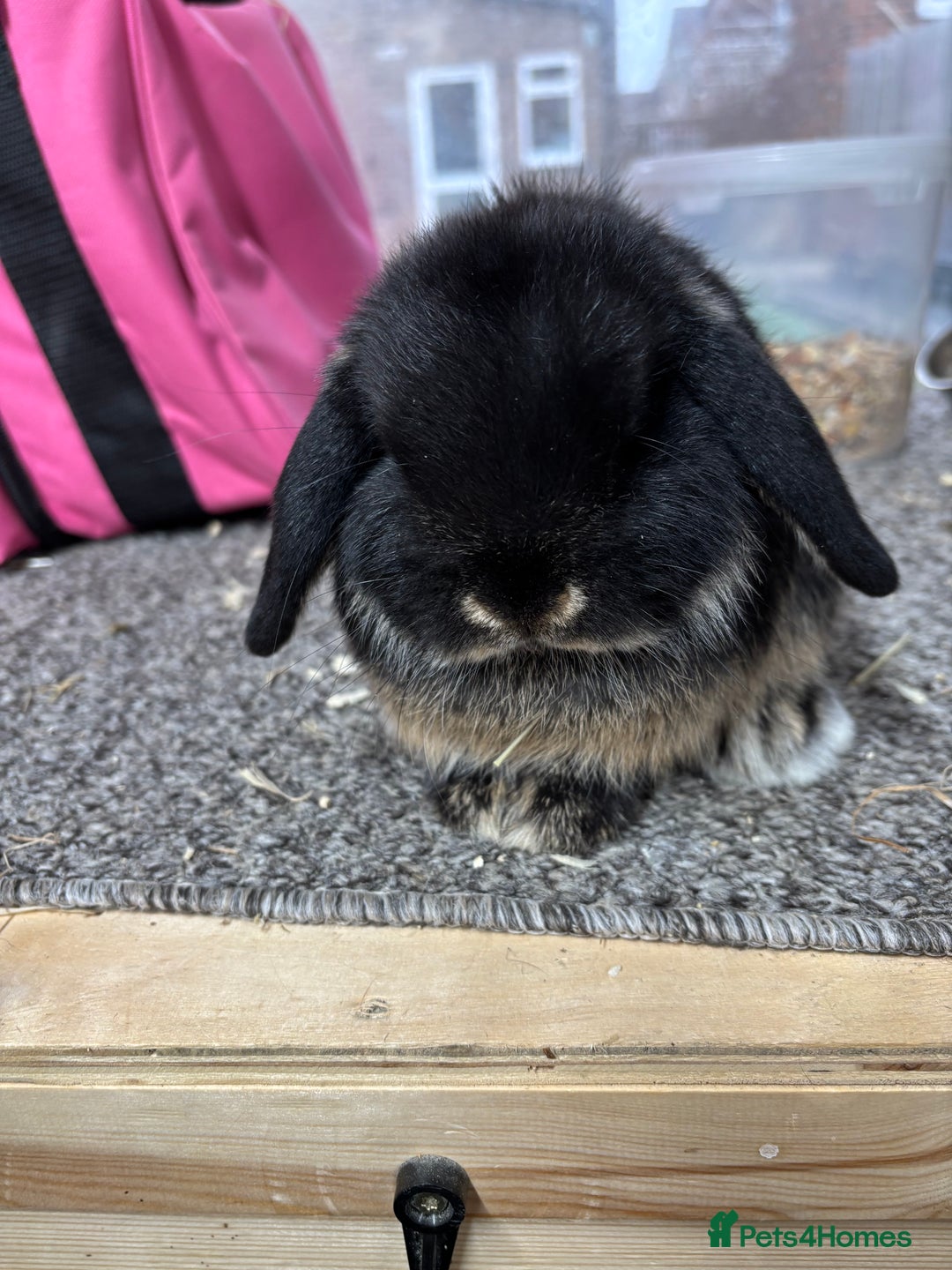 Mini Lop rabbits for sale: Multiple Litters of BRC rung baby Minilops  - Advert 8