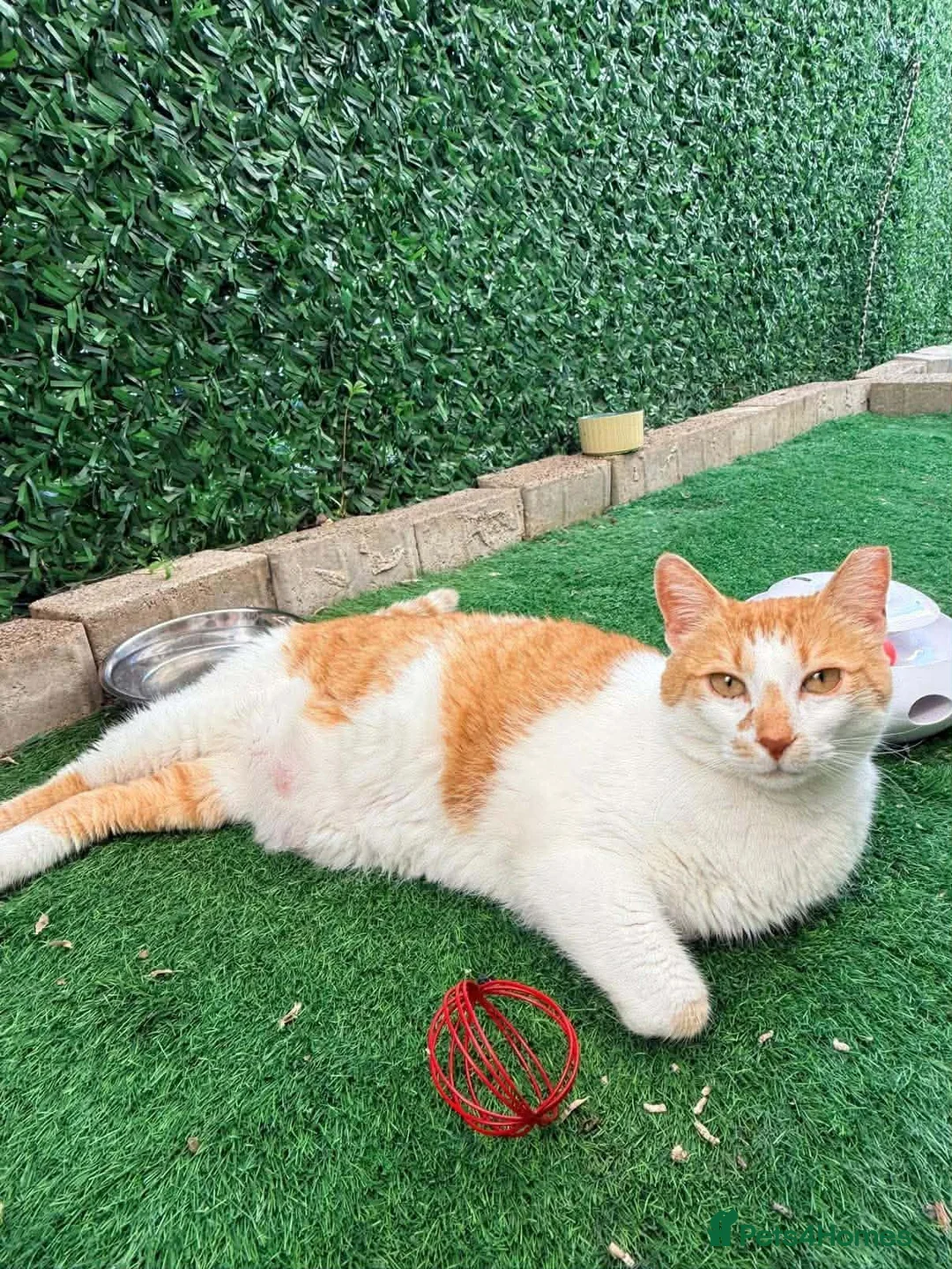 Mixed Breed cats for adoption: Mara - Norwich Norfolk  - Advert 14