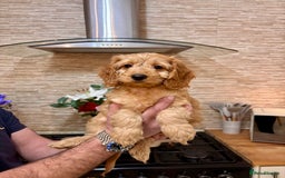 Cockapoo dogs for sale: 2 female cockapoos ready to leave. - Advert 2