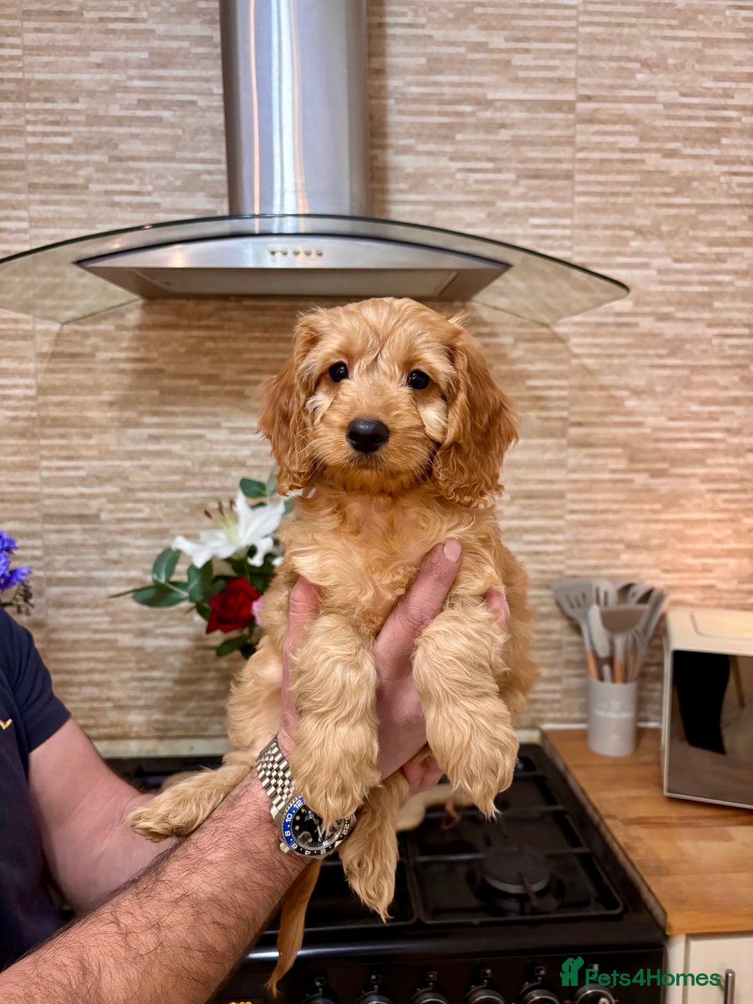 Cockapoo dogs for sale: 2 female cockapoos ready to leave. - Advert 2