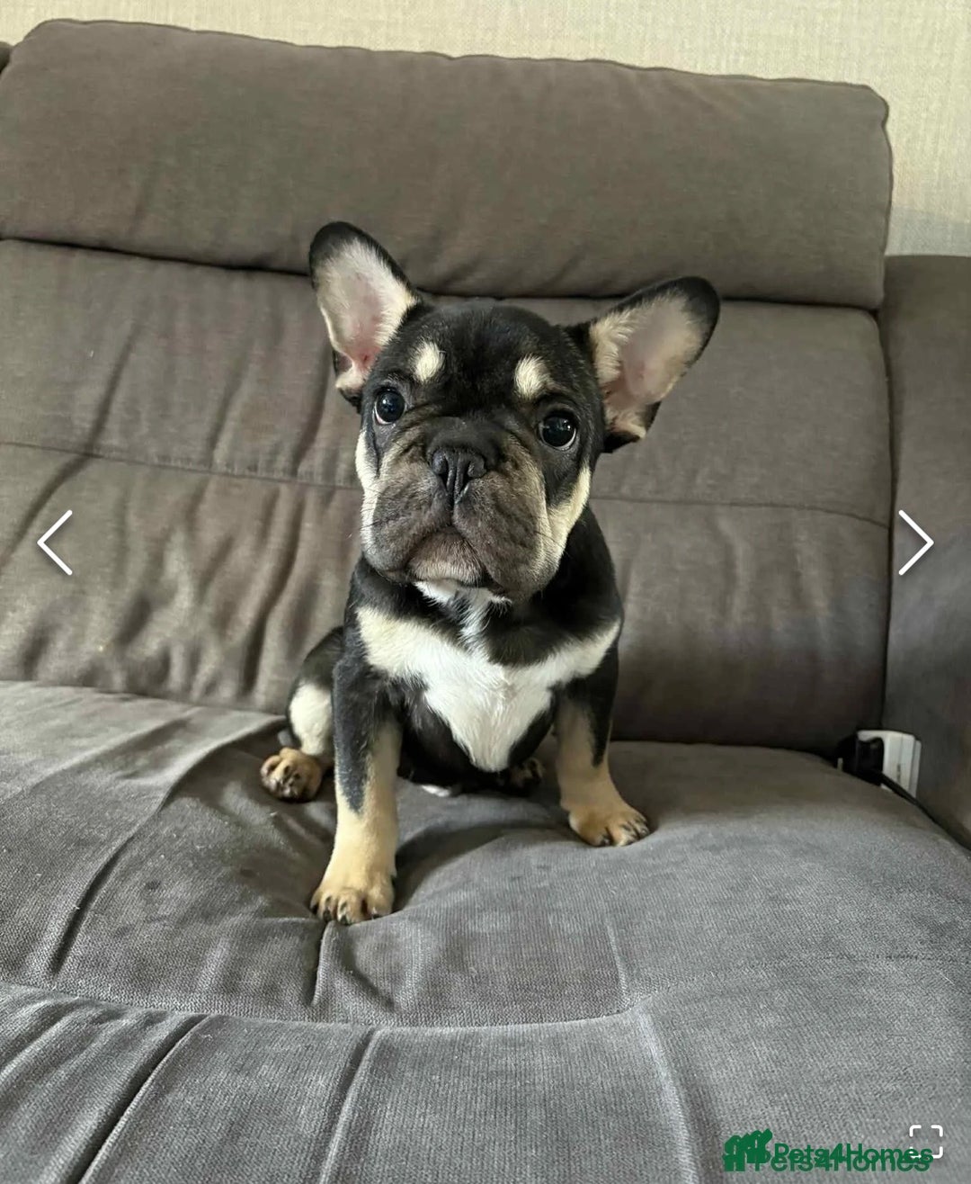 French Bulldog dogs for sale: French bulldog - Advert 1
