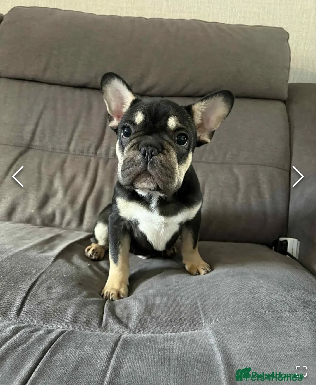 French Bulldog dogs for sale: French bulldog - Advert 1
