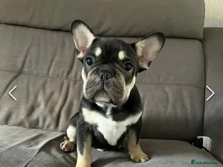 French Bulldog dogs French bulldog - Advert 3