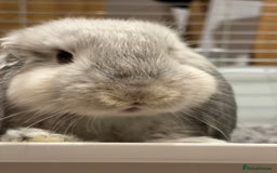 English Lop rabbits for sale: Cute Lop for sale - Image 6