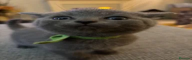 British Shorthair 1