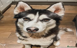 Siberian Husky dogs for sale: 6 pure breed husky pups  - Advert 3