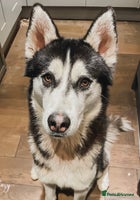 Siberian Husky dogs 6 pure breed husky pups - Advert 1