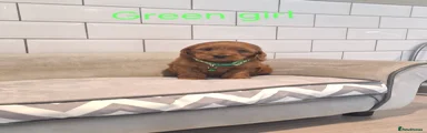 Cockapoo 3