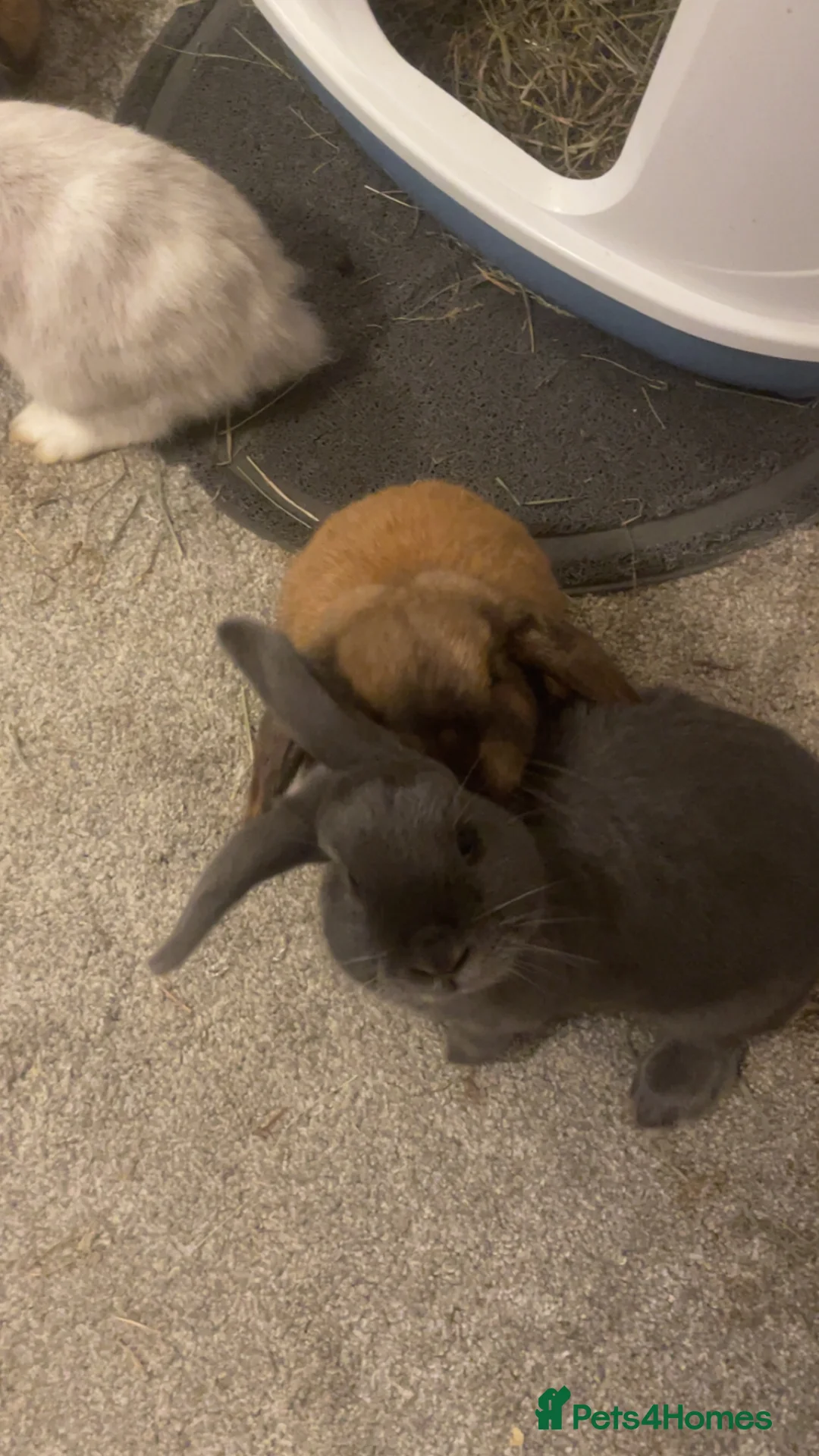 Mini Lop rabbits for sale: Rabbits for adoption - Advert 2
