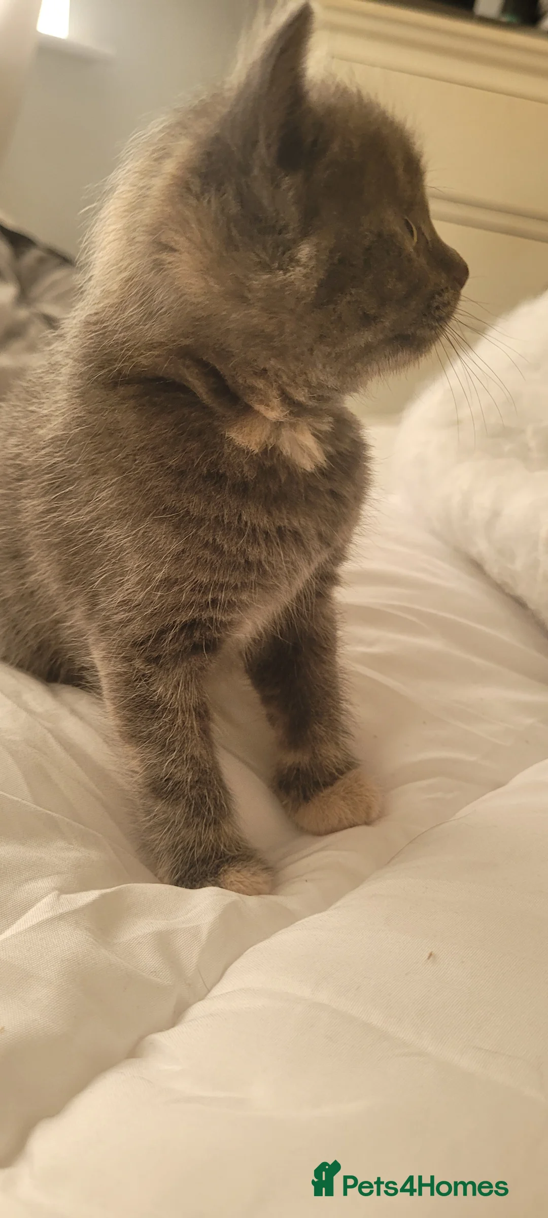 Mixed Breed cats for sale: Kittens mix short hair cross maine coon - Advert 9